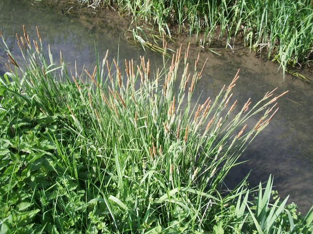 Piante acquatiche - Carex sp.