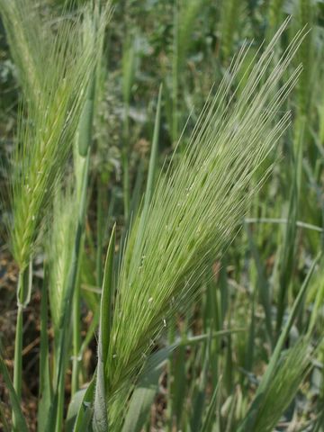 Graminaceae da determinare