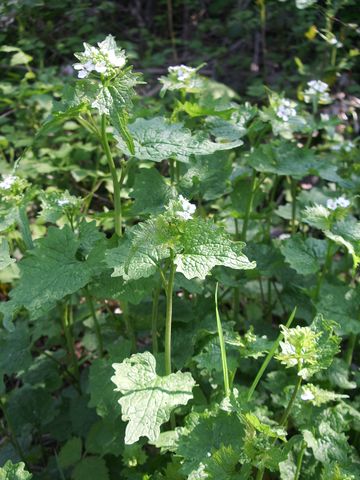 Alliaria petiolata / Alliaria comune