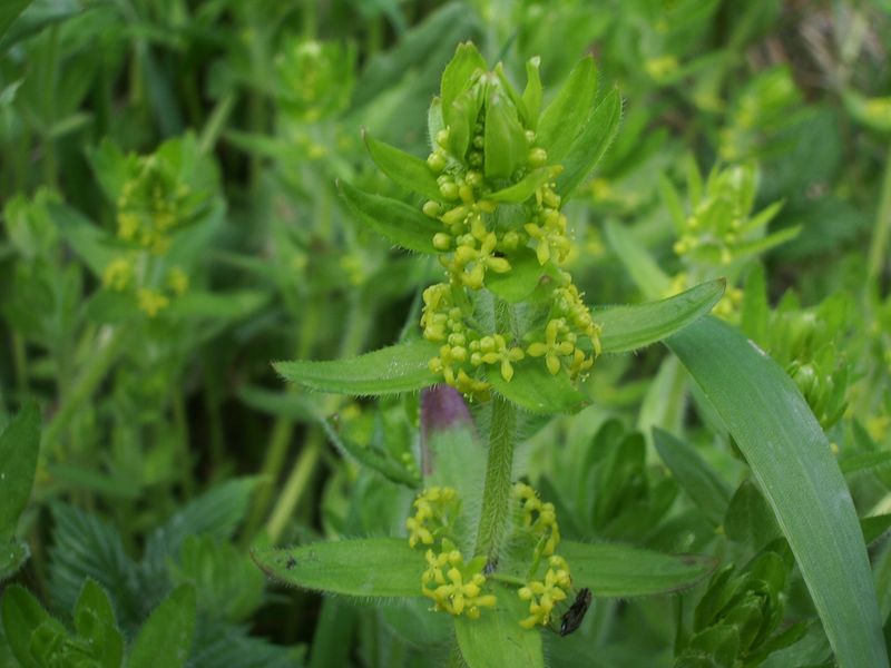 Cruciata laevipes / Crocettona comune