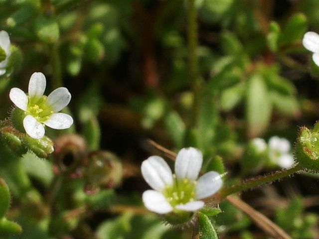 Saxifraga tridactylites / Sassifraga annuale