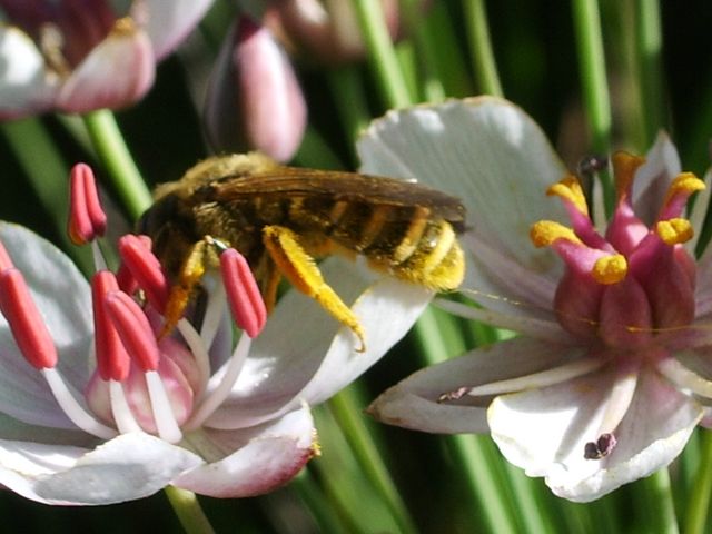 Tre imenotteri da identificare