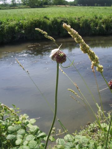 Fiore rosso-viola  - Allium vineale