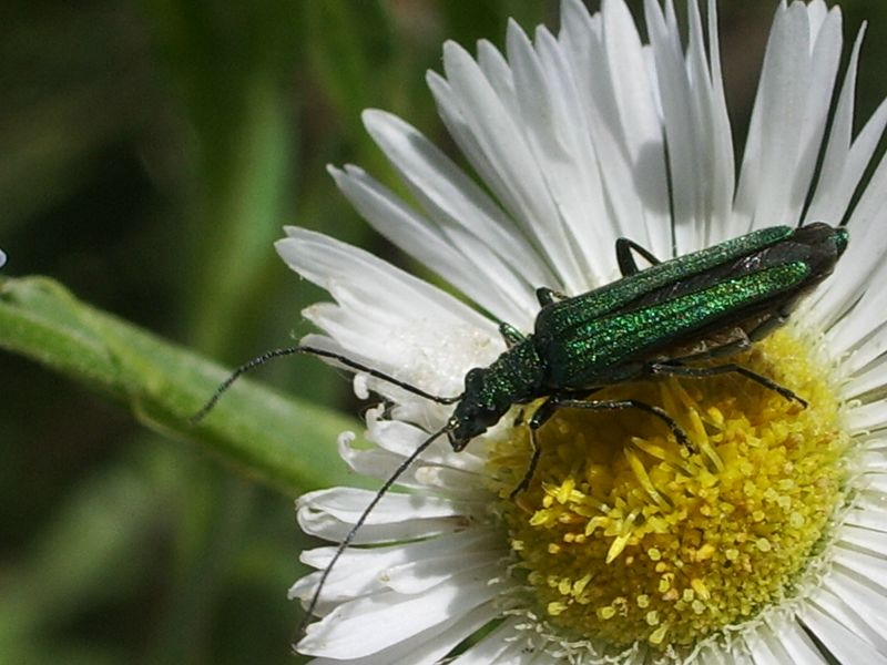 Oedemera nobilis