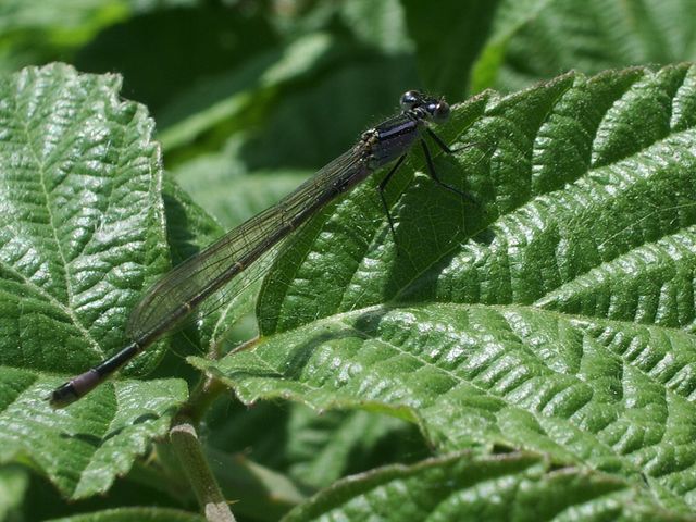 Libellula fulva e Ischnura elegans (Odonata)