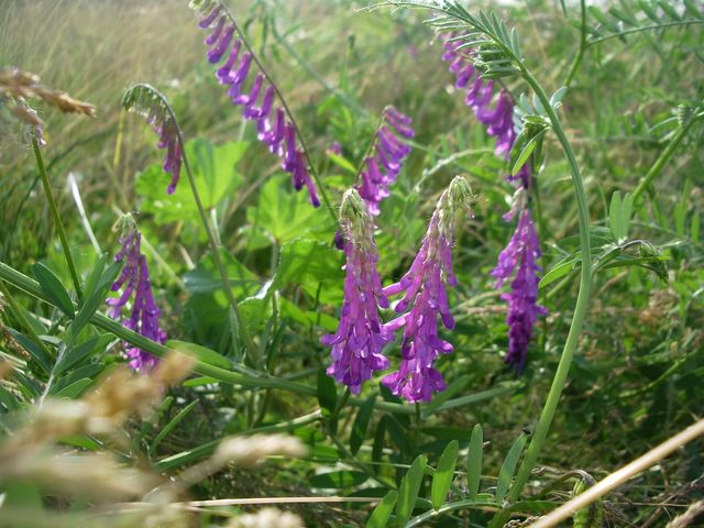 Vicia villosa / Veccia villosa