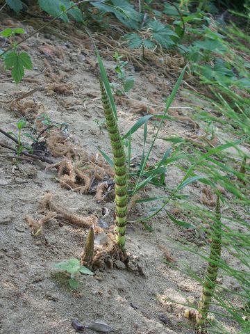 Equisetum cfr. telmateja