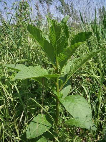 Phytolacca americana