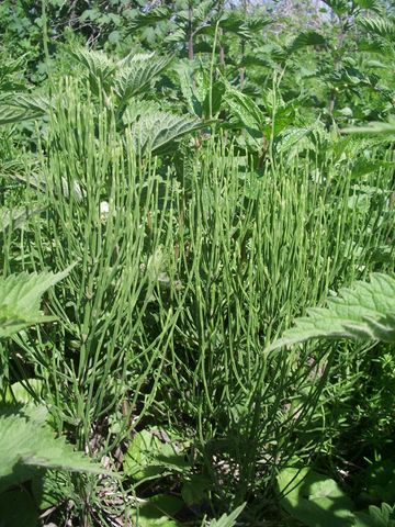 Equisetum sp.