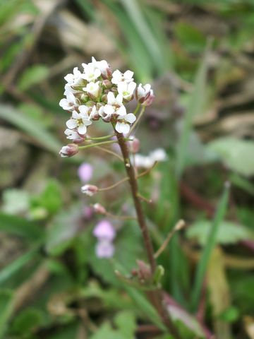 Capsella rubella