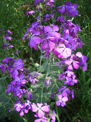 Lunaria annua