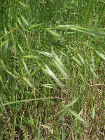 Bromus sterilis