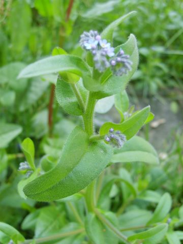 Fiorellini azzurri da determinare - Myosotis sp.