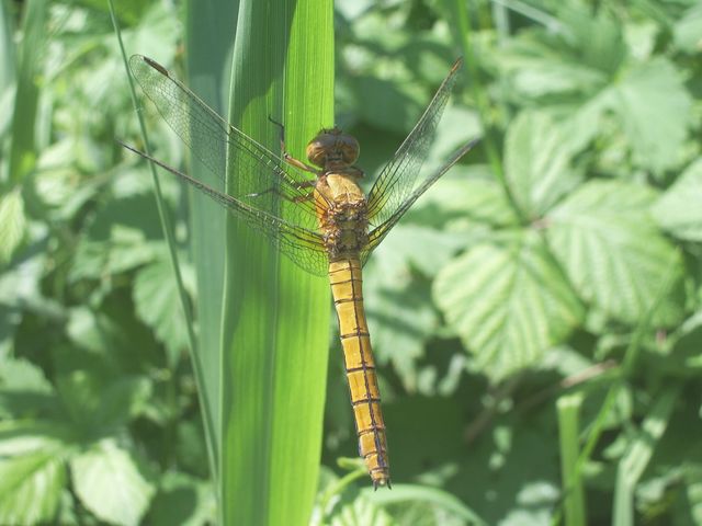 Orthetrum coerulescens (Odonata, Libellulidae)