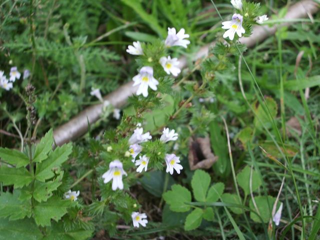 Euphrasia rostkoviana / Eufrasia officinale