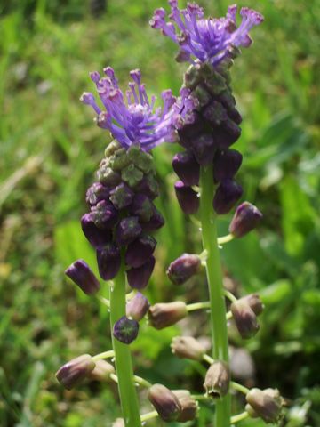 Muscari comosum / Giacinto dal pennacchio