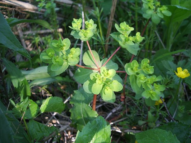 Euphorbia helioscopia