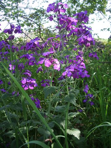 Lunaria annua