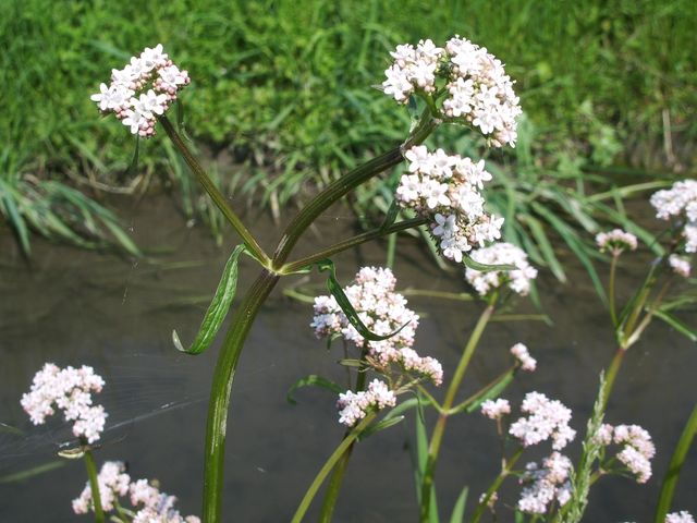 Valeriana officinalis / Valeriana comune