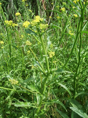 Fiori gialli da determinare