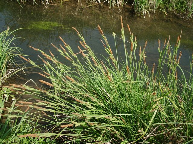 Piante acquatiche - Carex sp.