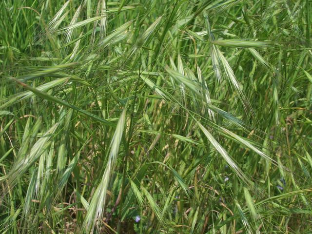 Bromus sterilis