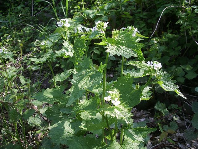 Alliaria petiolata / Alliaria comune