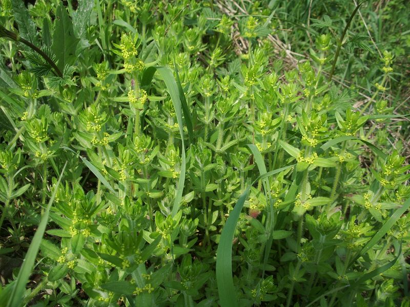 Cruciata laevipes / Crocettona comune