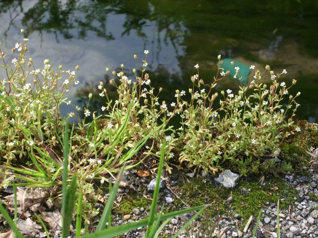 Saxifraga tridactylites / Sassifraga annuale