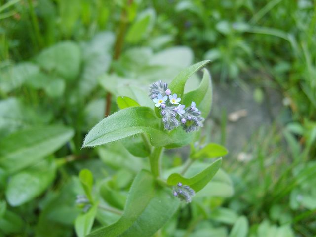 Fiorellini azzurri da determinare - Myosotis sp.