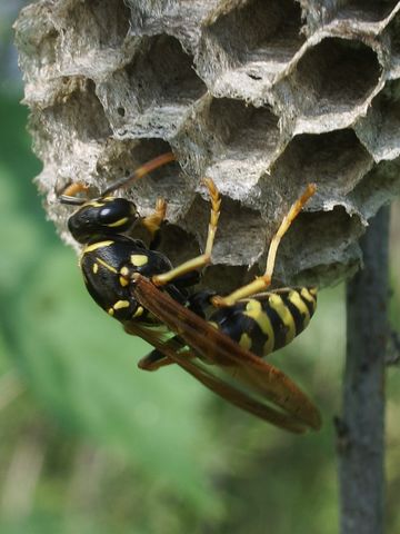 Una vespa da identificare