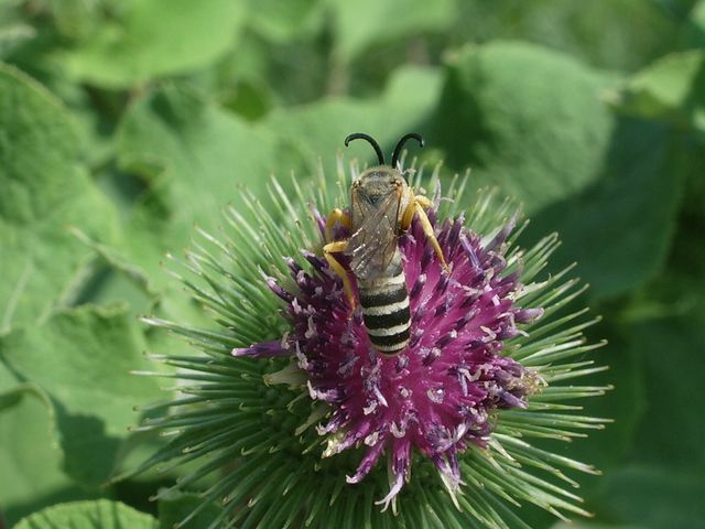 Tre imenotteri da identificare