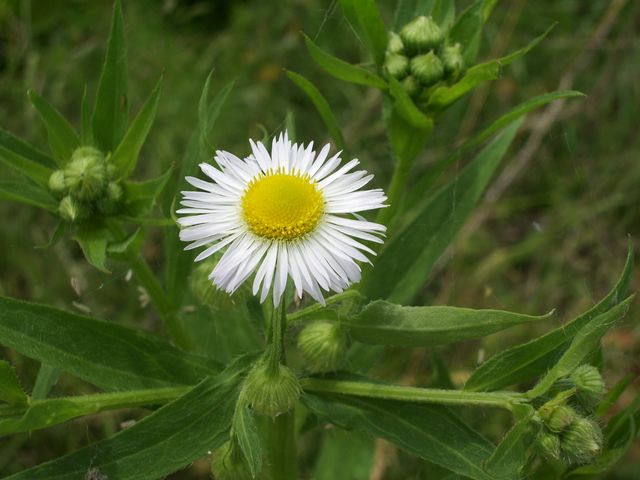 Asteraceae - Erigeron annuus