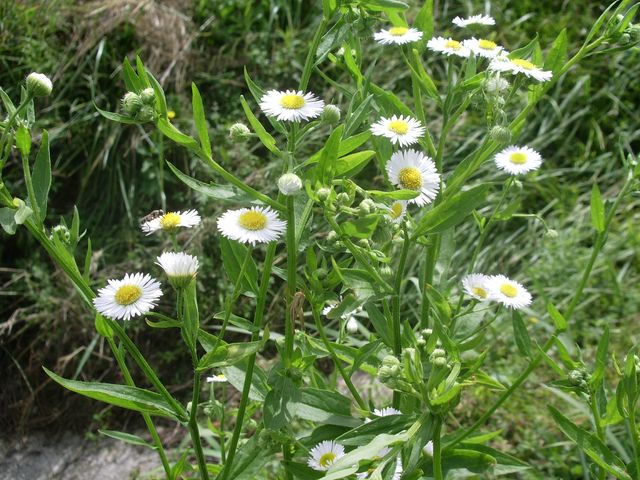 Asteraceae - Erigeron annuus