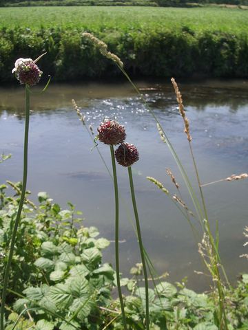 Fiore rosso-viola  - Allium vineale