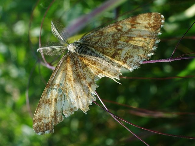 Tre farfalle da identificare