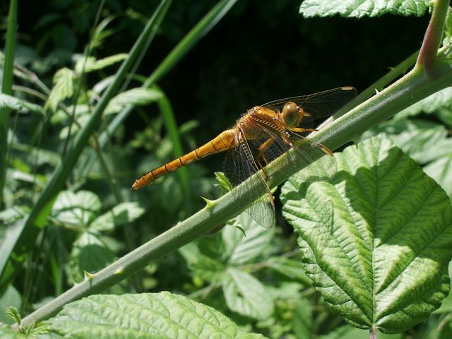 Orthetrum coerulescens (Odonata, Libellulidae)