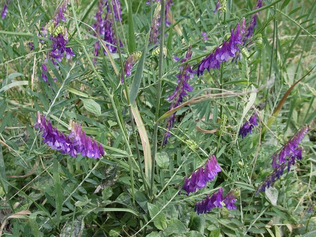 Vicia villosa / Veccia villosa