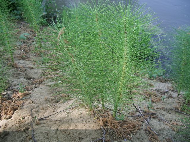 Equisetum cfr. telmateja