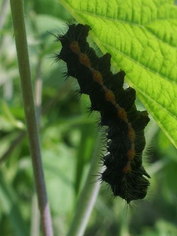 Bruco di Saturnia (Eudia) pavoniella