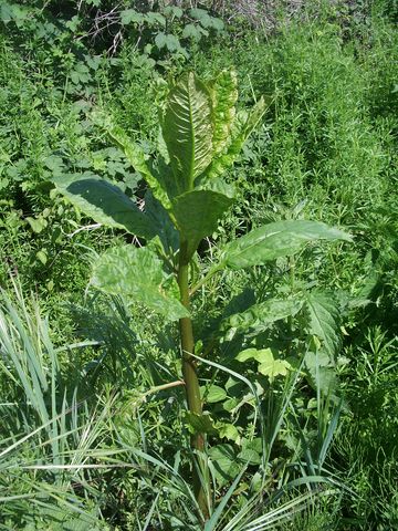 Phytolacca americana