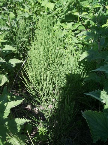 Equisetum sp.