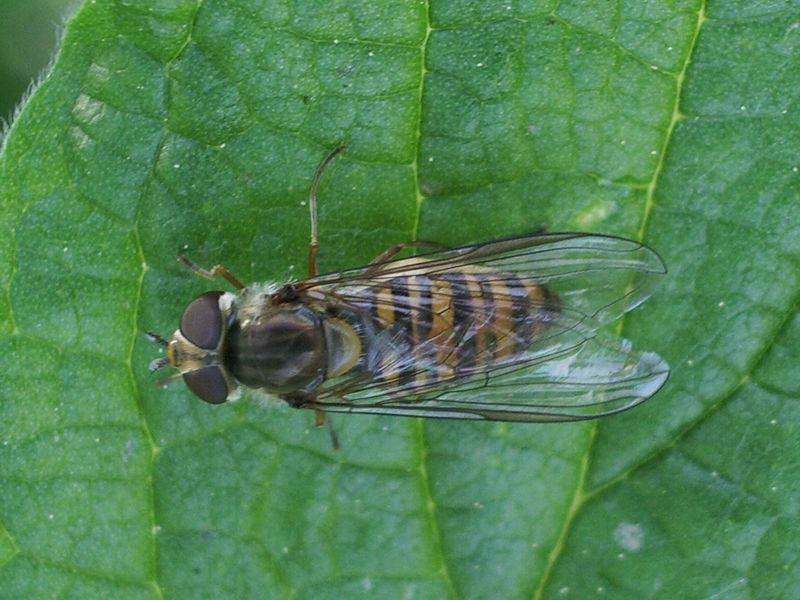 Un Rhopalidae (Heteroptera) e due Syrphidae (Diptera)