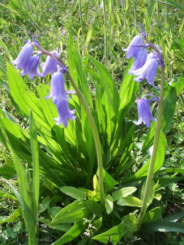 Hyacinthoides non-scripta