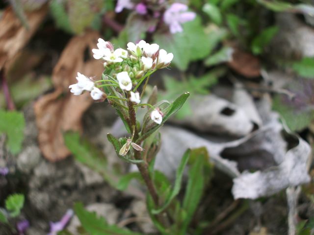 Capsella rubella