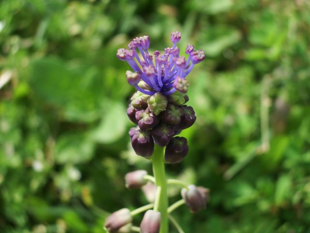 Muscari comosum / Giacinto dal pennacchio