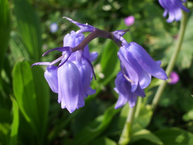 Hyacinthoides non-scripta