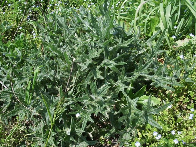 Cirsium vulgare (Asteraceae)