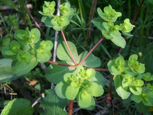 Euphorbia helioscopia