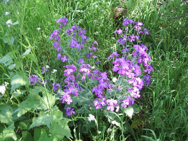 Lunaria annua